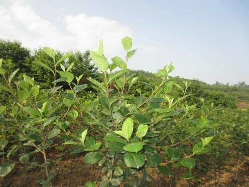 山西黑果花楸