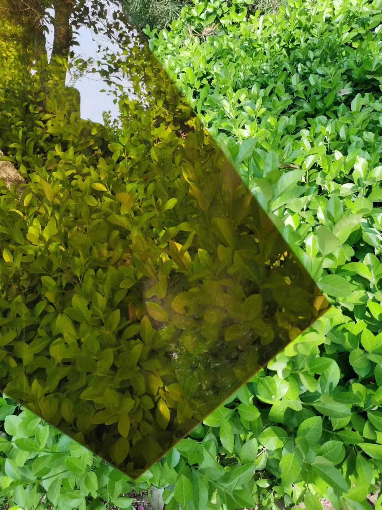 梁山耐力板透光PC塑料板材梁山耐力板價格