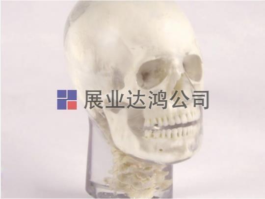 夸特QUART 牙科X射線頭部模體