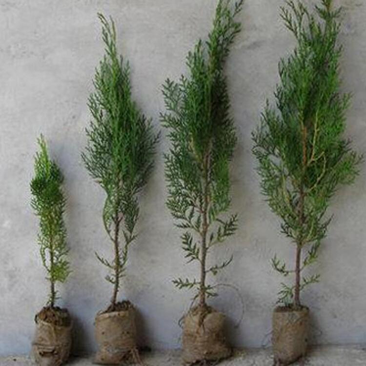 側柏小苗價格 側柏批發(fā)基地 洛陽綠化工程苗木基地