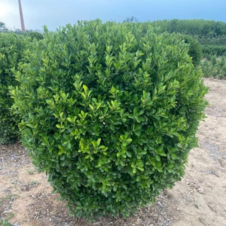 出售精品大葉黃楊球 大葉黃楊球廠家批發(fā) 規(guī)格齊全