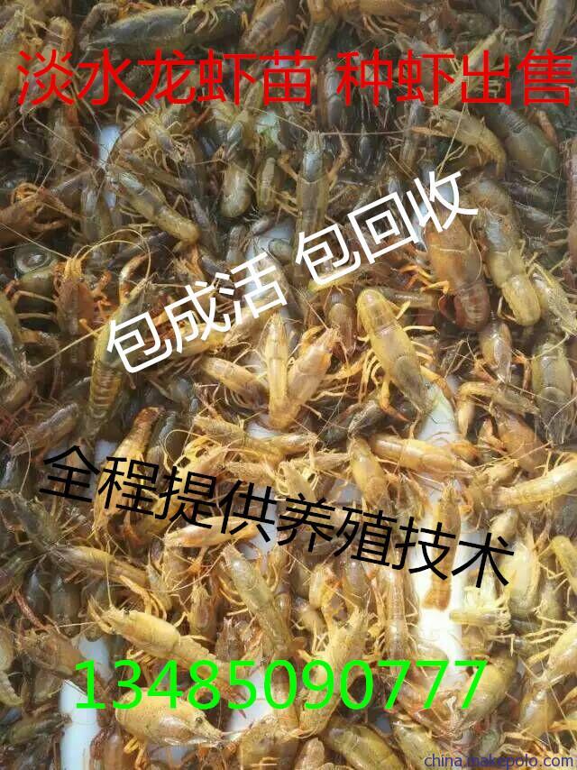 盱眙龍蝦苗 抱卵蝦 淡水龍蝦苗批發(fā)