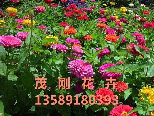 青州時(shí)令草花批發(fā)基地