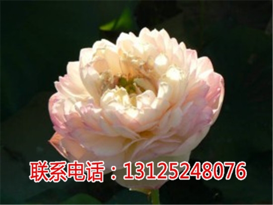 紅花蓮技術(shù)_江西白蓮批發(fā)_廣昌千戶特產(chǎn)