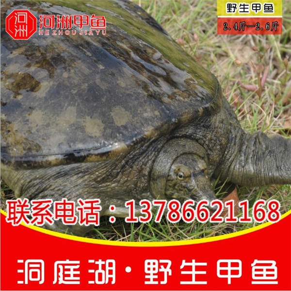 青海甲魚種苗批發(fā)