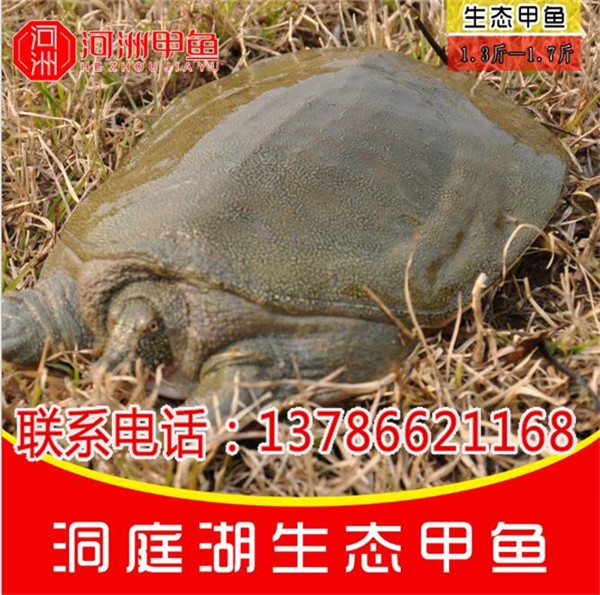 河南野生甲魚(yú)批發(fā)-河洲水產(chǎn)貿(mào)易