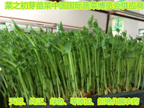 對(duì)于芽苗菜的分析