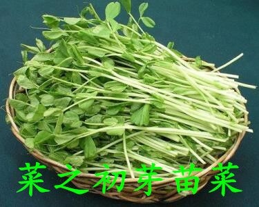 哪些芽苗菜可以生吃