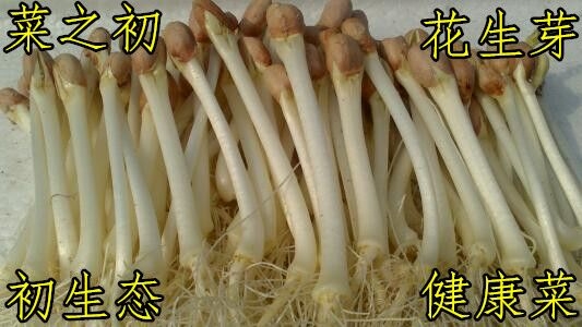 沒有大棚的話，該怎樣生產(chǎn)芽苗菜呢？