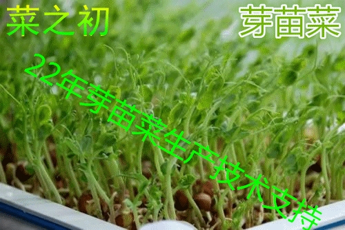 介紹芽苗菜種子出現(xiàn)休眠期的原因有哪幾種