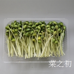 芽苗菜的生產(chǎn)和效益簡單講解