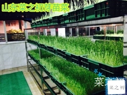 教您怎樣種植芽苗菜怎樣可以達(dá)到月入一萬