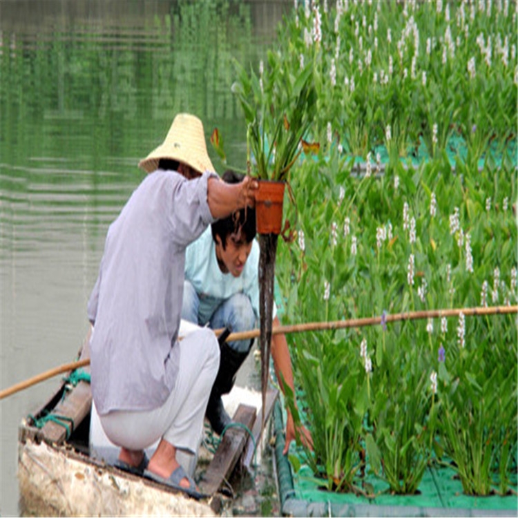 瀏陽市水生植樹造景用生態(tài)浮床水上漂質(zhì)優(yōu)價(jià)廉