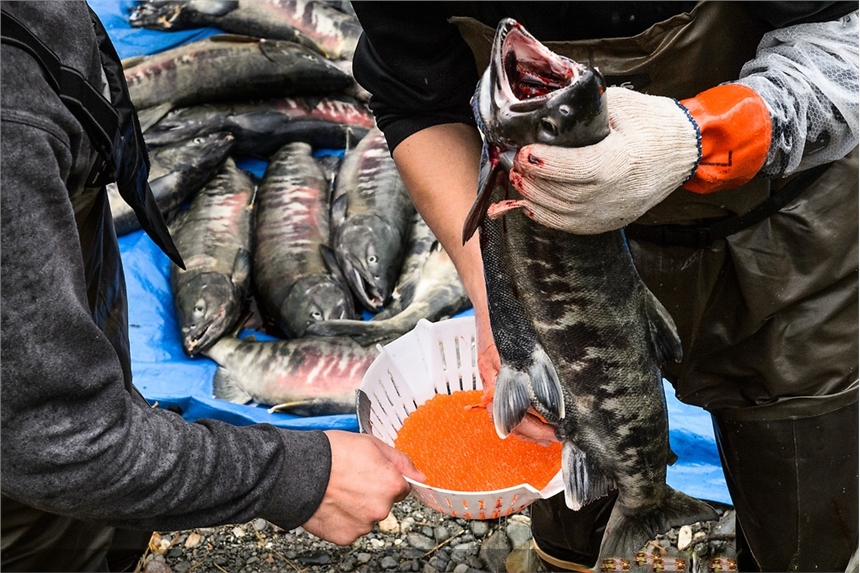 黑龍江大馬哈魚批發(fā)，大馬哈魚撫遠(yuǎn)批發(fā)多少錢，東北烏蘇里江大馬哈魚