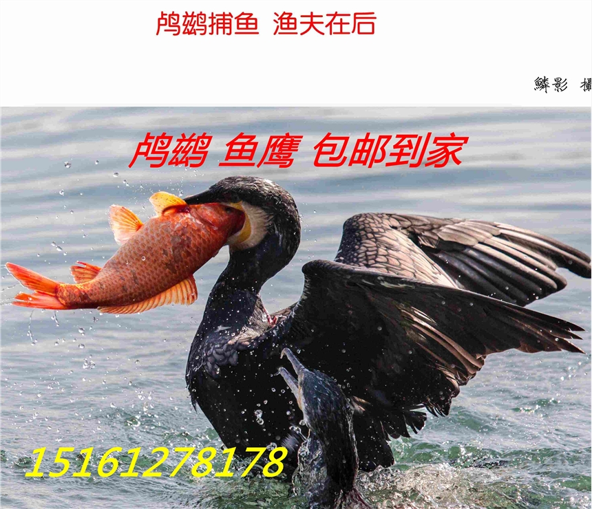 哪里有魚鷹出售賣的？哪里魚鷹價(jià)格便宜？