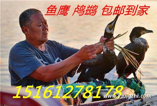 哪里出售賣會抓魚的魚鷹價錢便宜品種好？包郵到家 武漢