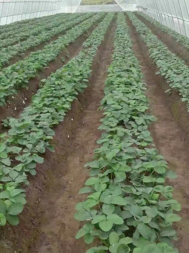 北京品種草莓苗基地