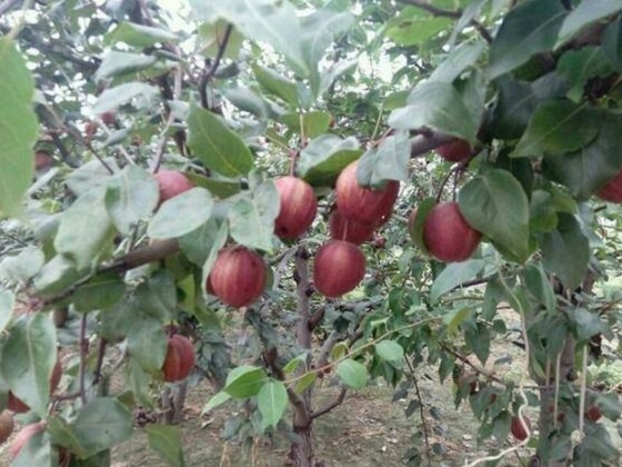 山東紅杏樹苗