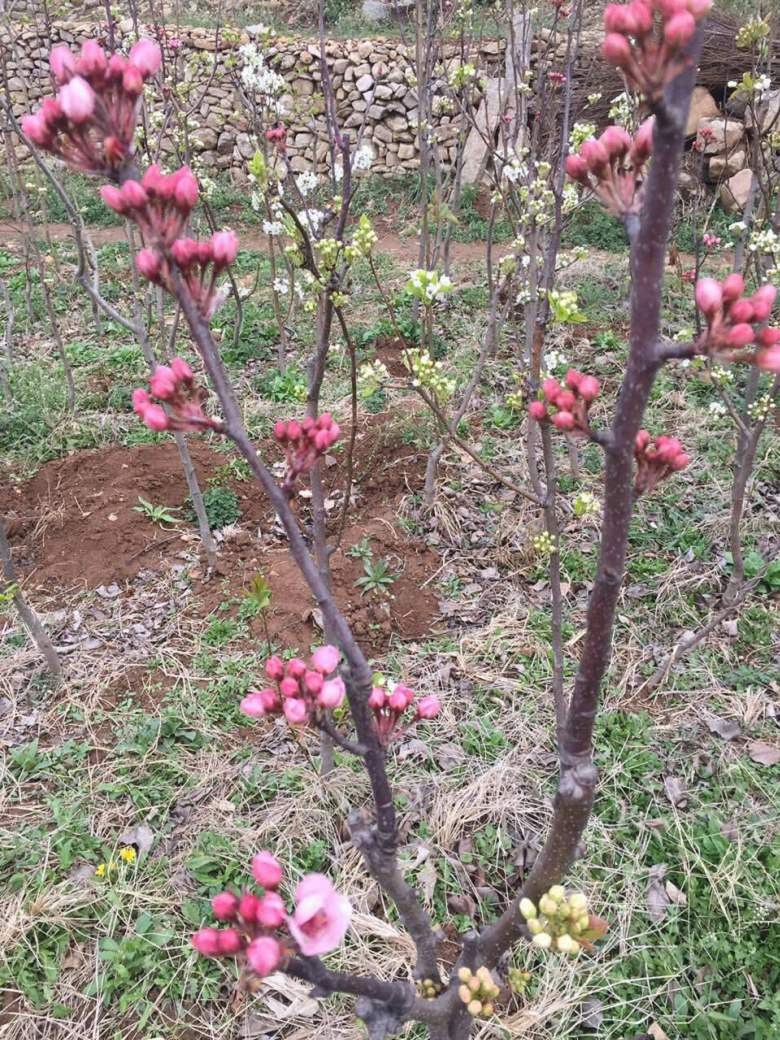 山東早紅考蜜斯梨樹苗批發(fā)