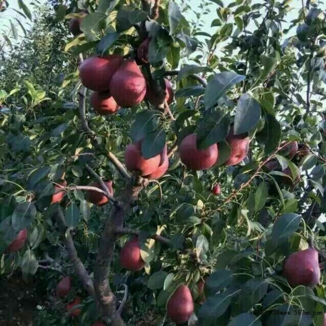 山東紅香酥梨樹苗2019年報價