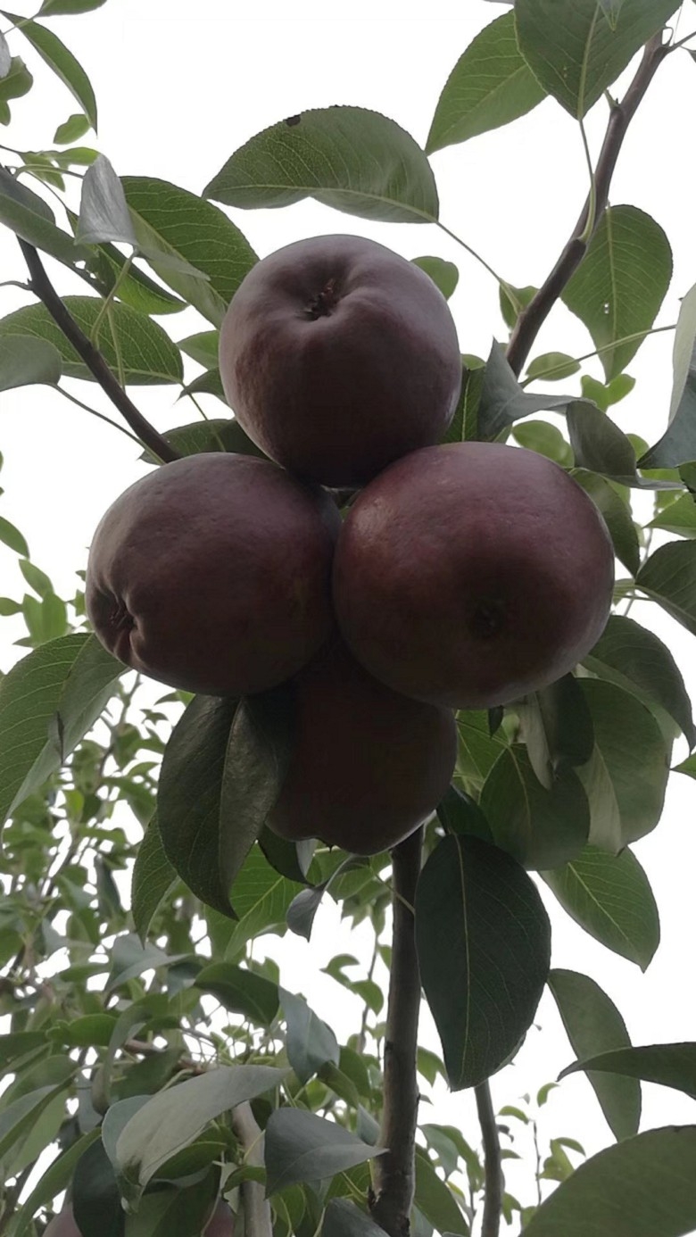 山東獅子頭花椒樹苗價格