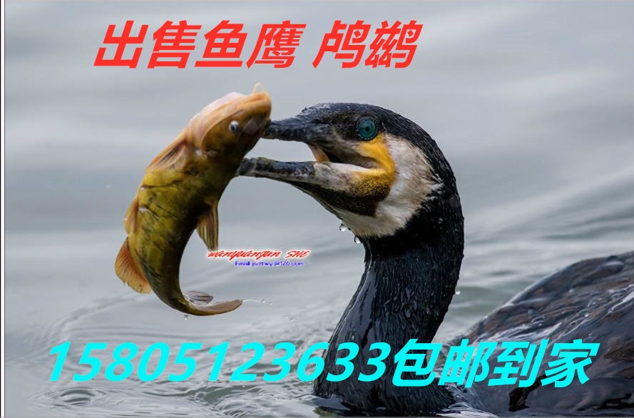 蚌埠哪里出售賣魚鷹價(jià)格便宜？ 哪里有出售賣魚鷹 鸕鶿價(jià)格便宜