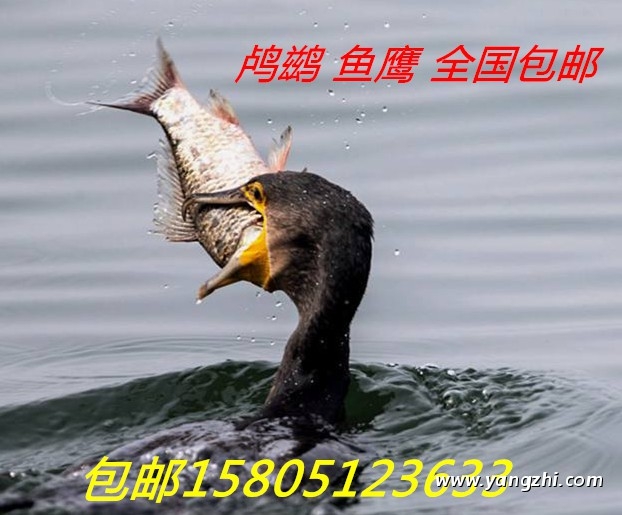 哪里賣(mài)魚(yú)鷹便宜？哪里賣(mài)鸕鶿便宜。。。。。