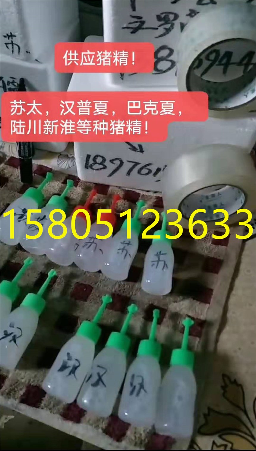 哪里出售賣(mài)豬精液品種好價(jià)格便宜  ！