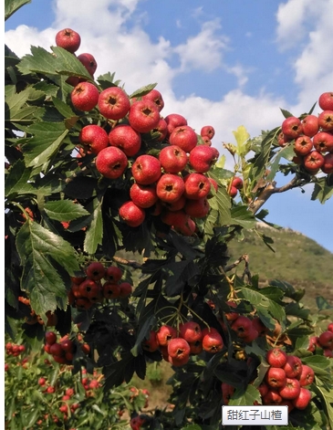 甜紅子山楂上市了，山東甜紅子山楂供應(yīng)商