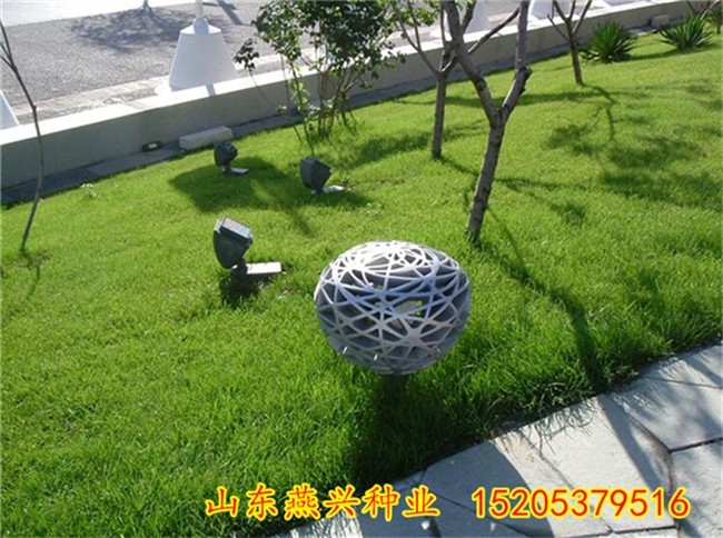 平頂山市高羊茅草種怎么種
