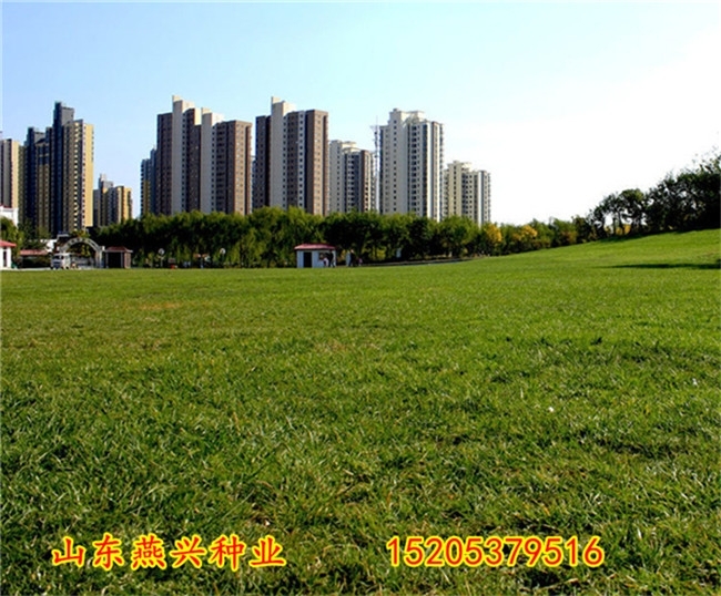 供應(yīng)：柳州市什么時候種植草坪效果好？