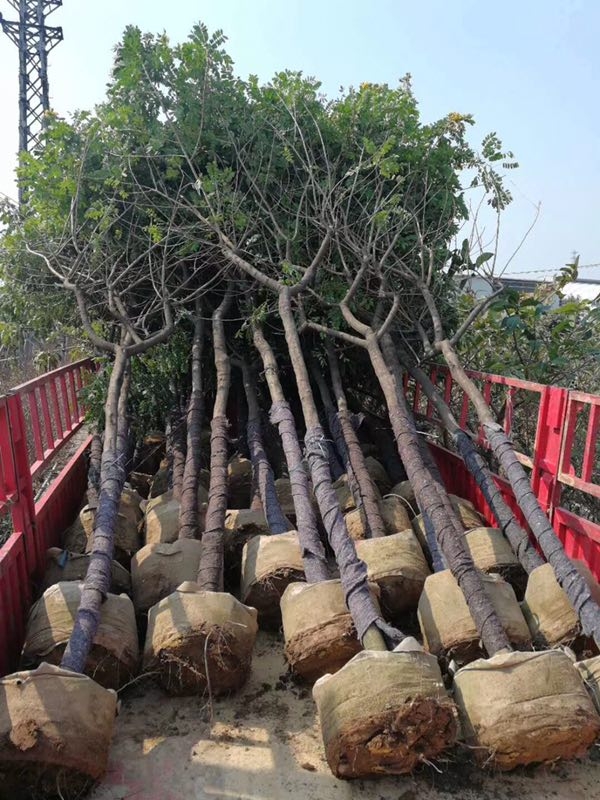 梧州市黃花槐價格優(yōu)異花卉場直銷