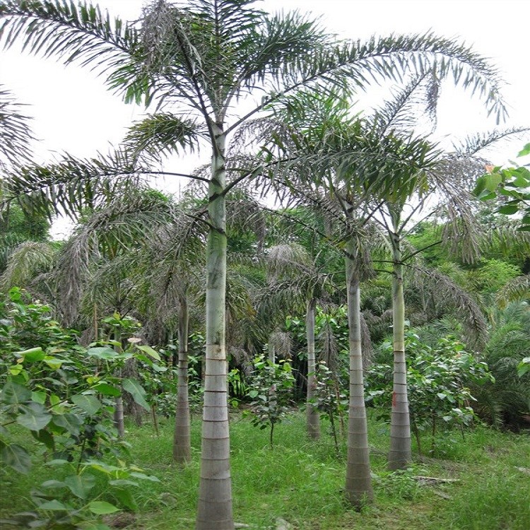 常年批發(fā)價供應植株高大挺拔形態(tài)優(yōu)美狐尾椰子