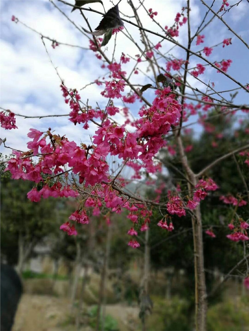 漳州園藝基地常年出售福建山櫻花現(xiàn)挖現(xiàn)賣(mài)