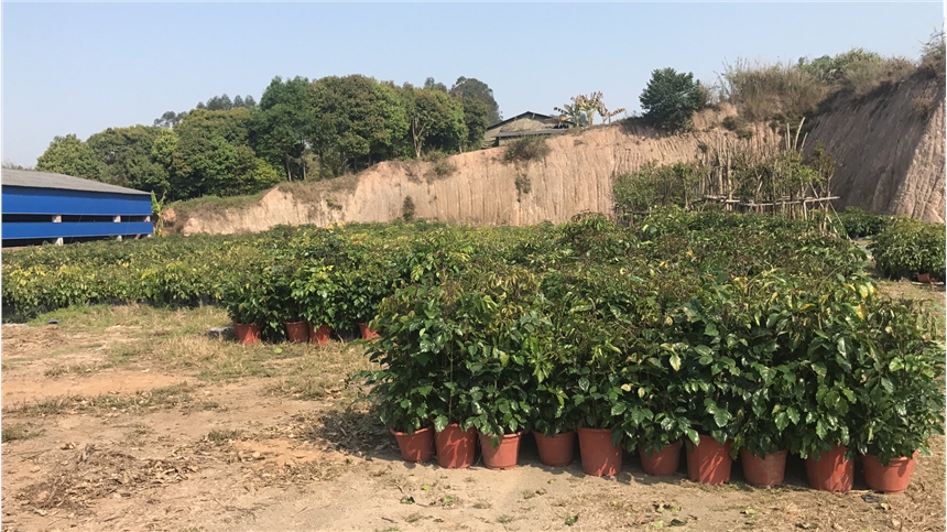 造型優(yōu)美價格實惠的綠寶福建哪里有賣