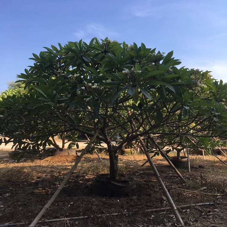 落葉小喬木雞蛋花種植基地常年大量供應