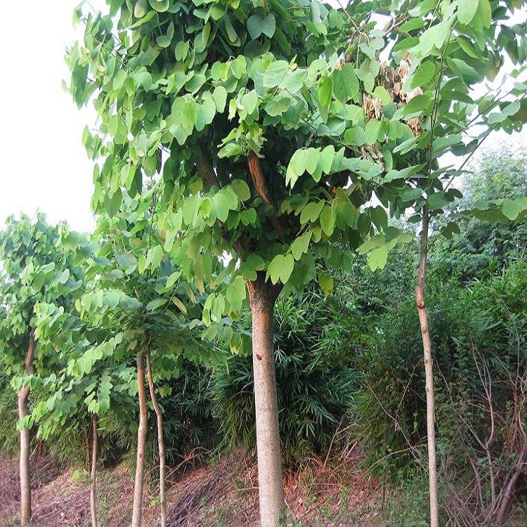 漳州生長(zhǎng)快洋紫荊產(chǎn)地直銷規(guī)格齊全