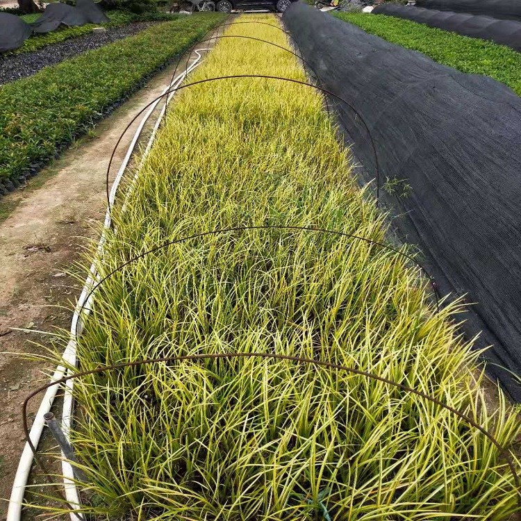 漳州花圃直銷全株具香氣是花園廣場宏兒金葉石菖蒲物美價廉