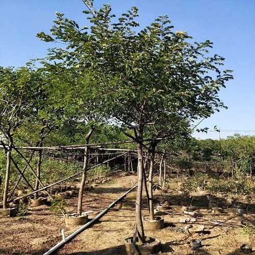 優(yōu)質造景用為行道樹黃花槐福建漳州有大量供應