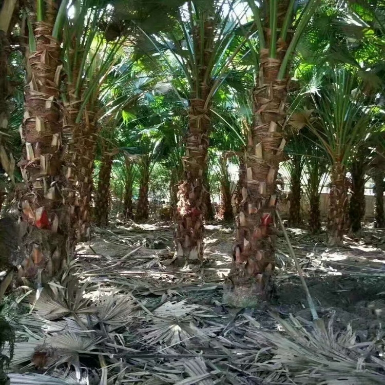 基地直銷綠化風景樹高桿蒲葵質優(yōu)價廉