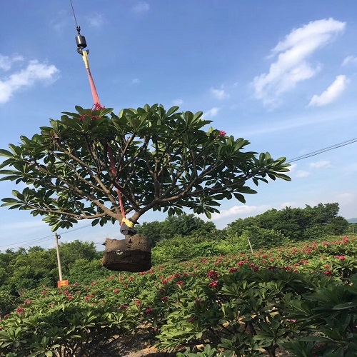 花木場(chǎng)自產(chǎn)自銷優(yōu)質(zhì)雞蛋花落葉小喬木陽(yáng)性樹(shù)種