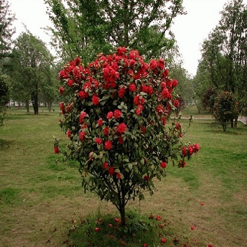 室外綠植茶花，價(jià)格實(shí)惠，品種優(yōu)質(zhì)