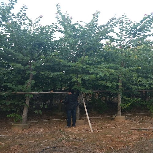 漳州市苗木場批發(fā)直銷紅花紫荊 價格優(yōu)惠