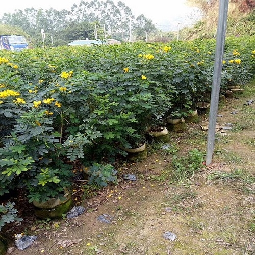 園林基地常年種植出售黃花雙莢槐