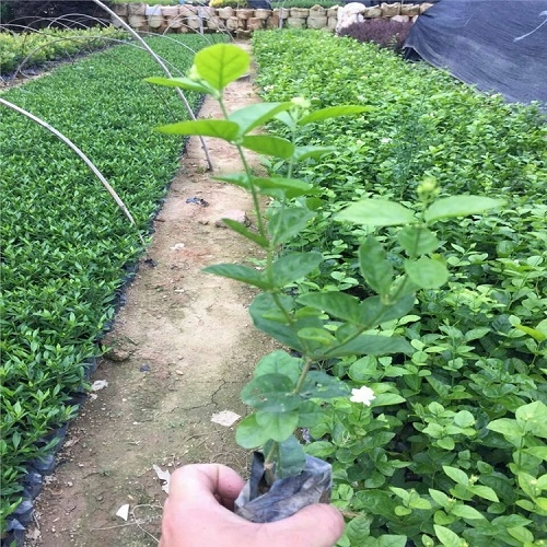 漳州自家苗場基地直銷虎頭茉莉