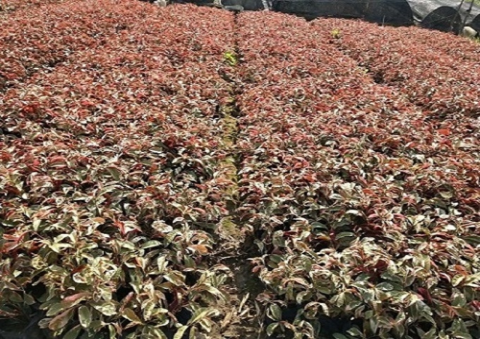 園林海洋幸輝苗木特價直售清新秀麗紅背桂袋苗