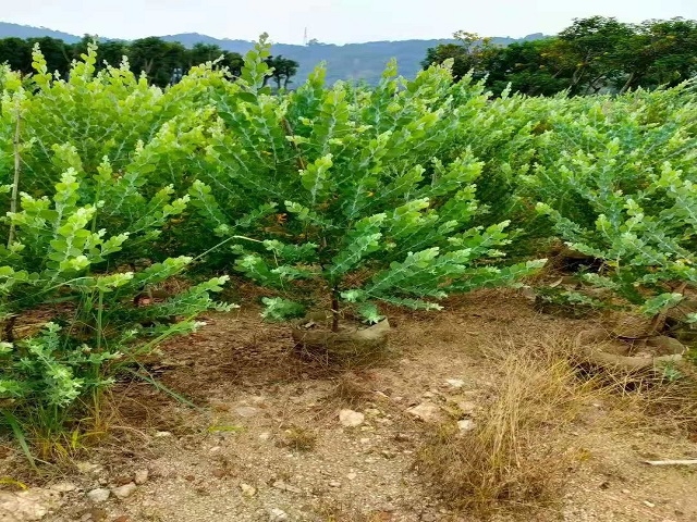 十一歡樂多苗木價更低基地直供銀葉金合歡袋苗