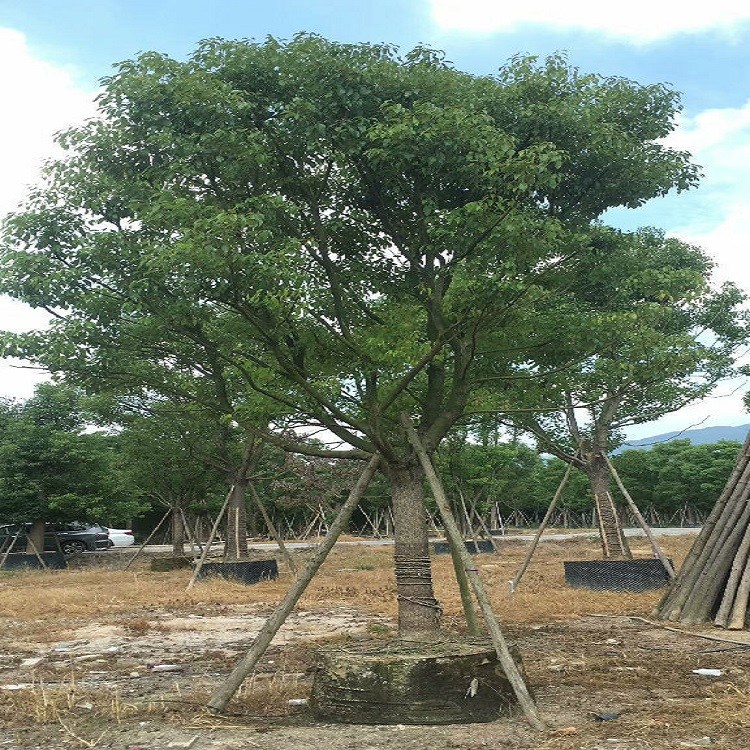 福建榕翔苗木基地長年供應(yīng)工程綠化樹香樟12-14m