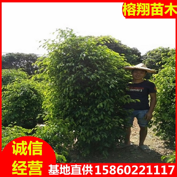 造型垂葉榕塔型垂葉榕基地直供綠化樹苗花卉盆景批發(fā)綠化用苗