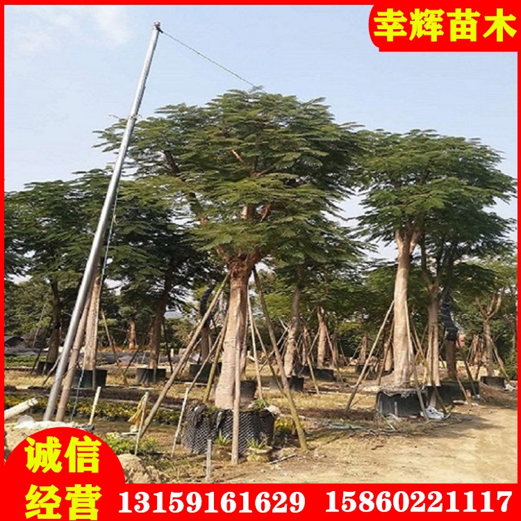 鳳凰木米徑12-15規(guī)格齊全基地長(zhǎng)年大量直供景觀植物綠化用苗